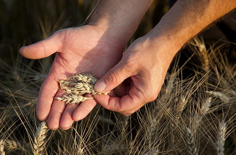 Inside the mudukatuwa Coconut Oil Milling Process